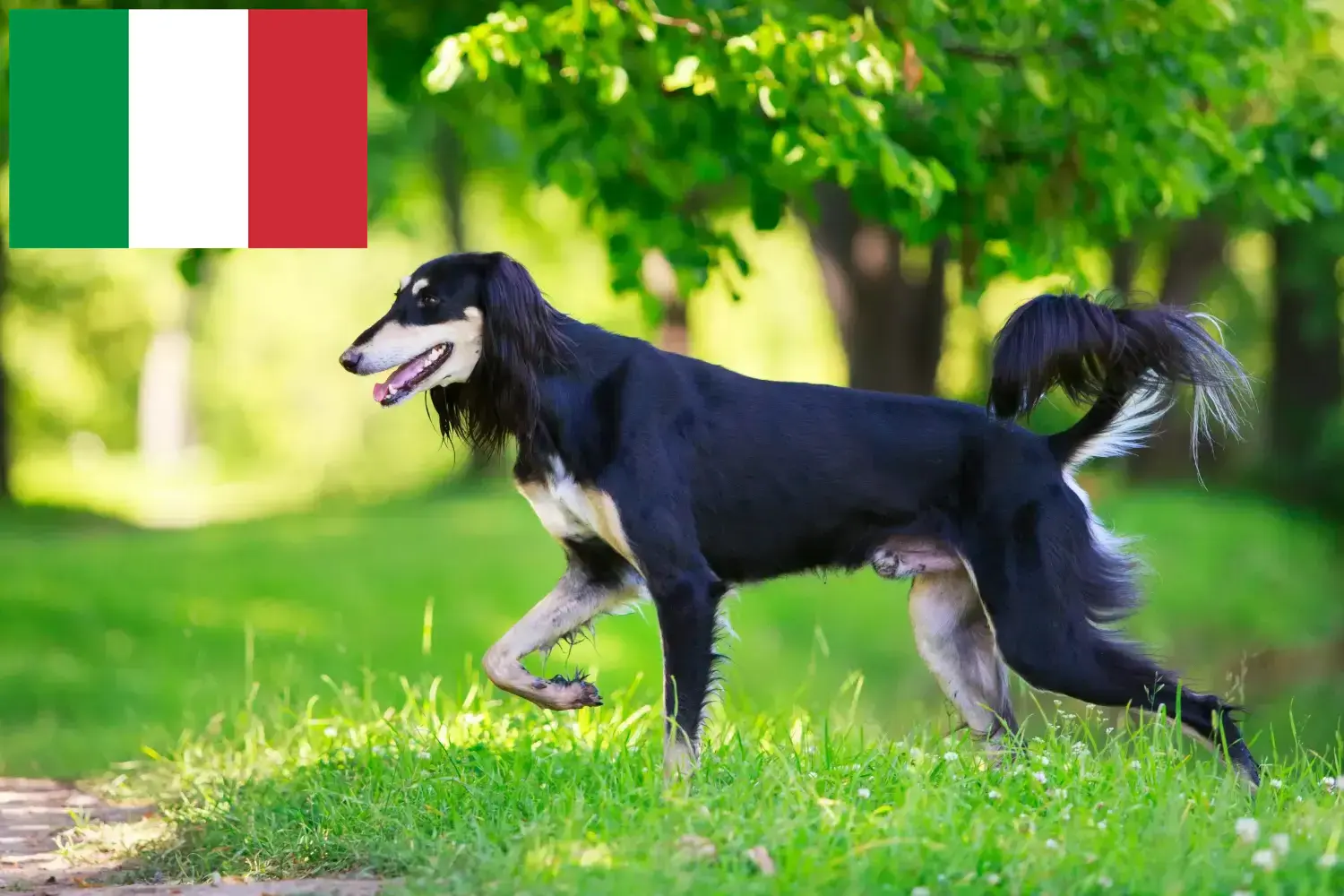Saluki kölyökkutyák és tenyésztők Olaszország Itt találsz szaluki tenyésztőket Olaszországban.