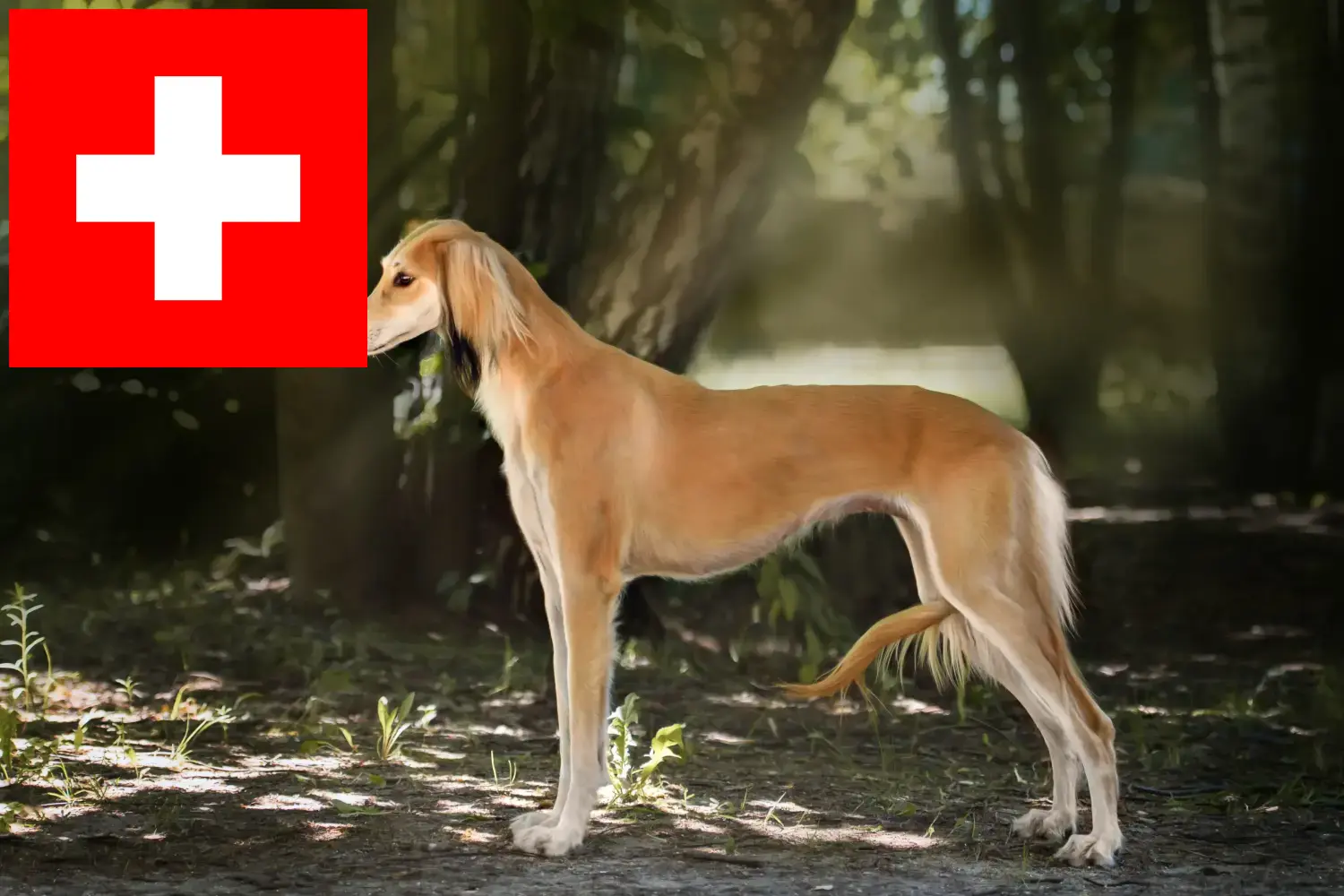 Saluki kölykök és tenyésztők Svájc Itt megtalálja a svájci szaluki tenyésztőket.