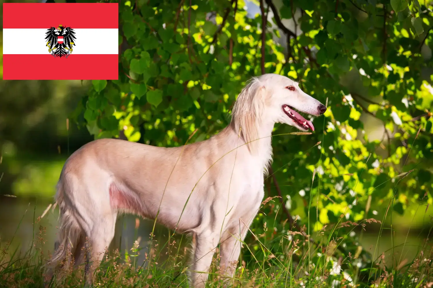 Szaluki kölykök és tenyésztők Ausztria Itt találsz szaluki tenyésztőket Ausztriában.