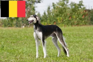 Read more about the article Szaluki tenyésztők és kölykök Belgiumban