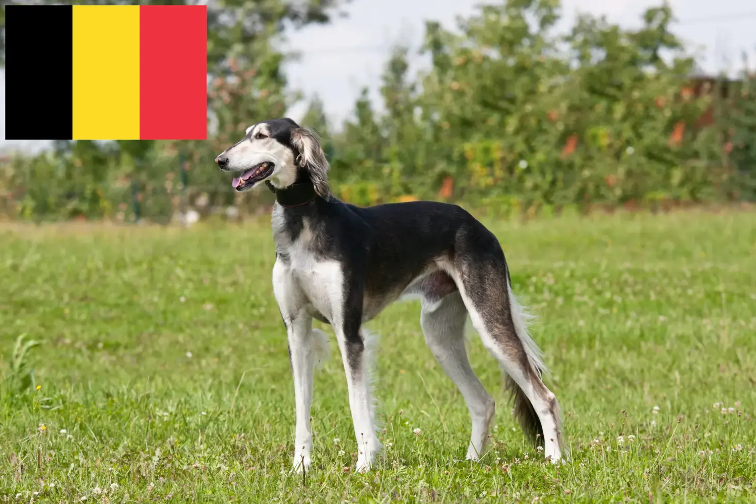 Szaluki kölykök és tenyésztők Belgium Itt találsz szaluki tenyésztőket Belgiumban.
