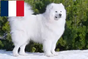 Read more about the article Szamojéd tenyésztők és kölykök Franciaországban