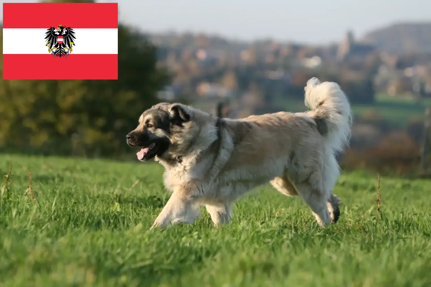 Šarplaninac kiskutyák és tenyésztők Ausztria Itt találhat Šarplaninacs tenyésztőket Ausztriában.