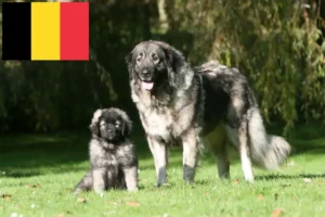 Read more about the article Šarplaninac tenyésztők és kiskutyák Belgiumban