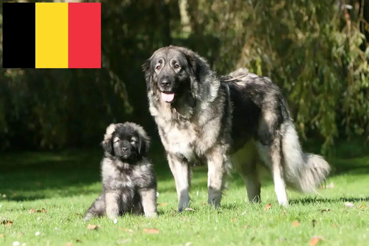 Šarplaninac kiskutyák és tenyésztők Belgium Belgiumi Šarplaninac tenyésztőket itt talál.
