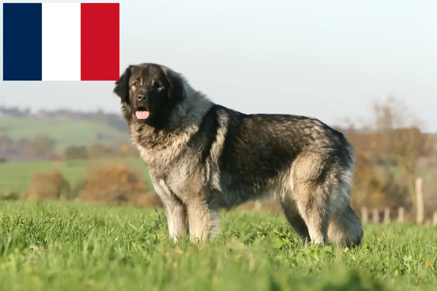 Šarplaninac kiskutyák és tenyésztők Franciaország Franciaországi Šarplaninac tenyésztőket itt talál.
