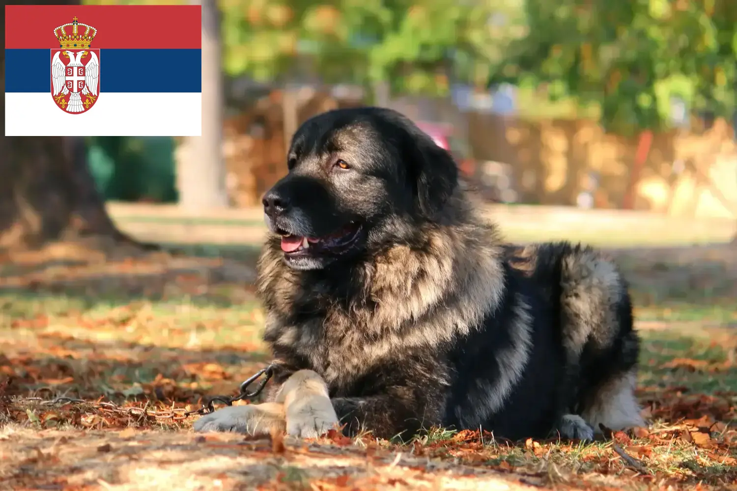 Šarplaninac kiskutyák és tenyésztők Szerbia Itt találja meg a Šarplaninac tenyésztőket Szerbiában.