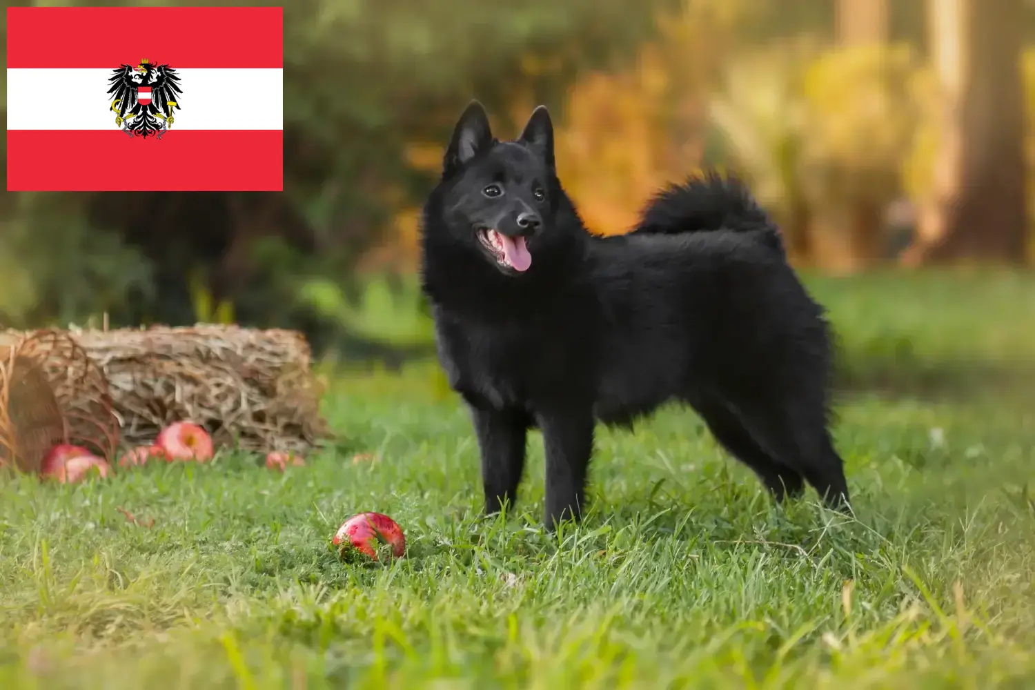 Schipperke kölykök és tenyésztők Ausztria Itt találhat Schipperkes tenyésztőket Ausztriában.
