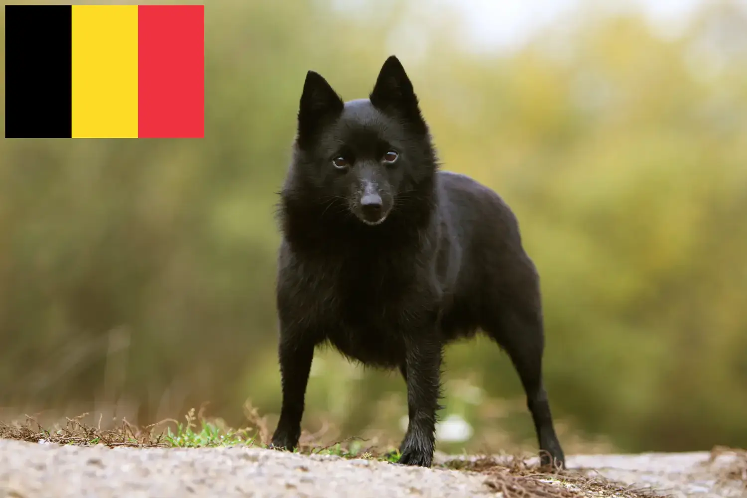 Schipperke kölykök és tenyésztők Belgium Itt találhat Schipperkes tenyésztőket Belgiumban.