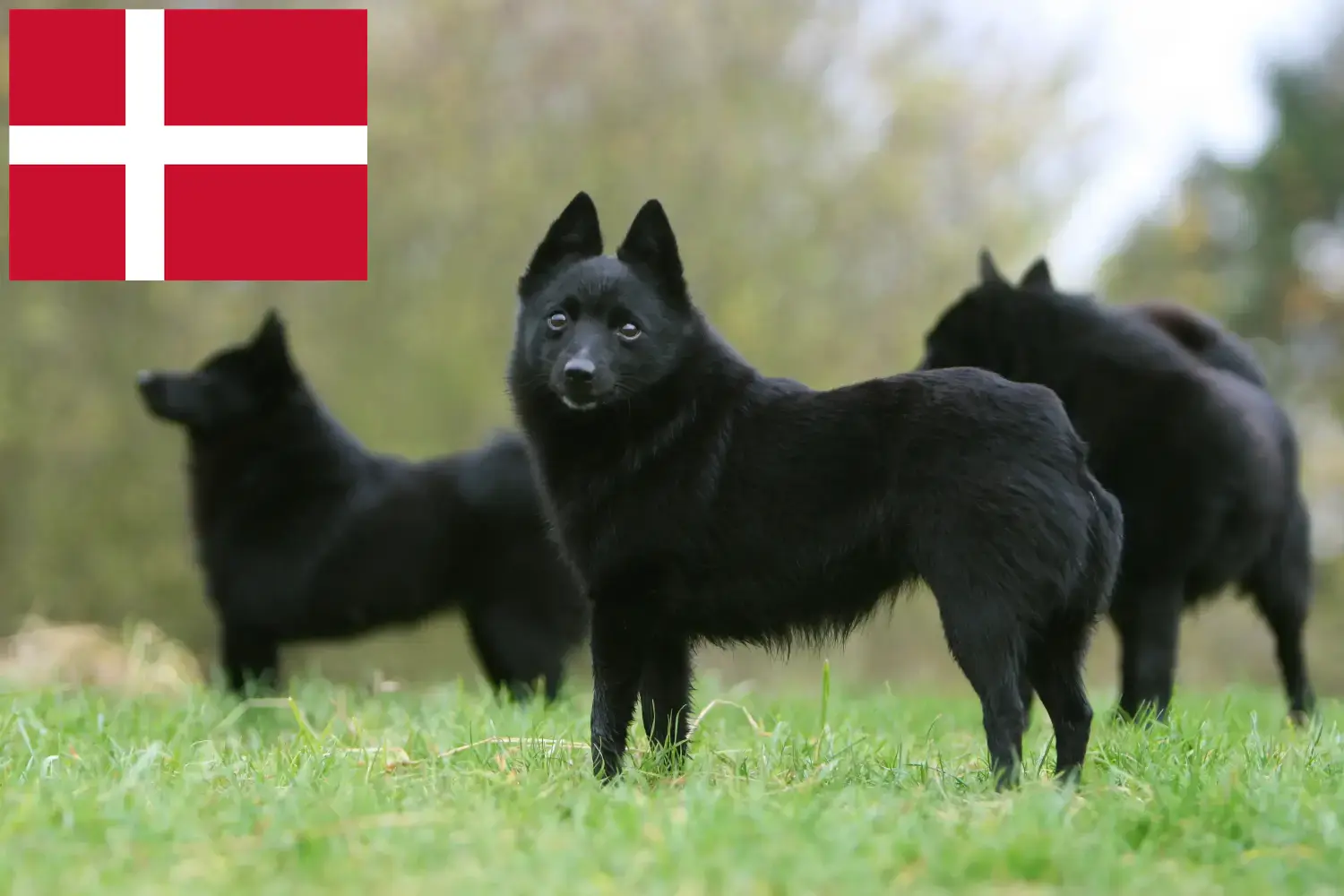 Schipperke kiskutyák és tenyésztők Dánia Itt megtalálja a dániai Schipperkes tenyésztőket.
