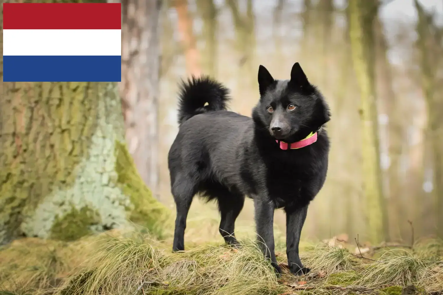 Schipperke kölykök és tenyésztők Hollandia Itt találhat Schipperkes tenyésztőket Hollandiában.