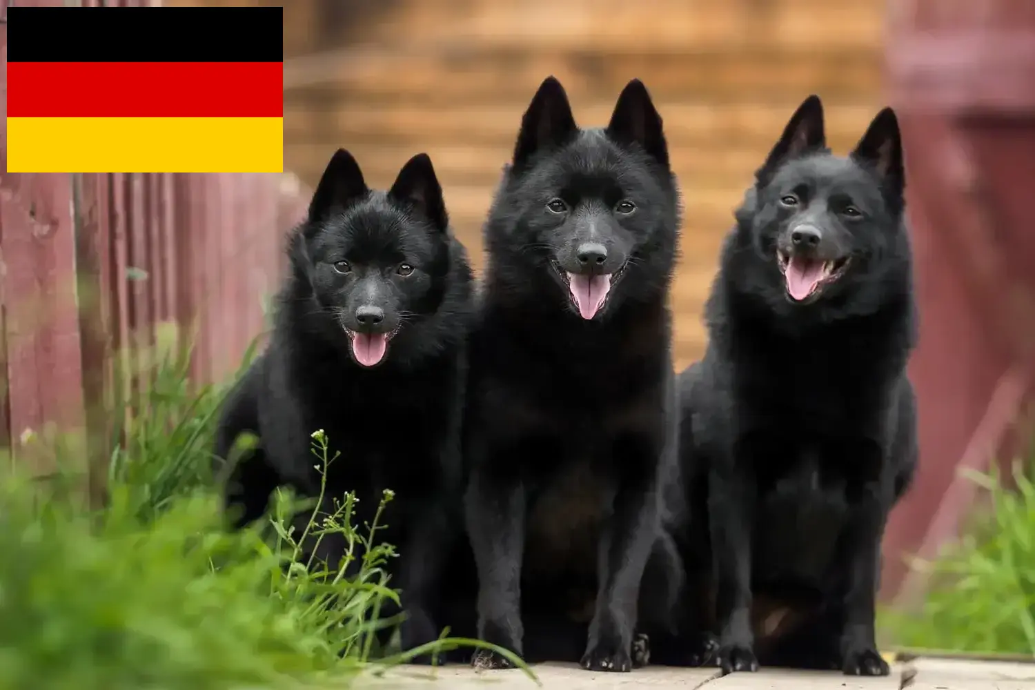 Schipperke kiskutyák és tenyésztők Németország Itt találhat Schipperkes tenyésztőket Németországban.