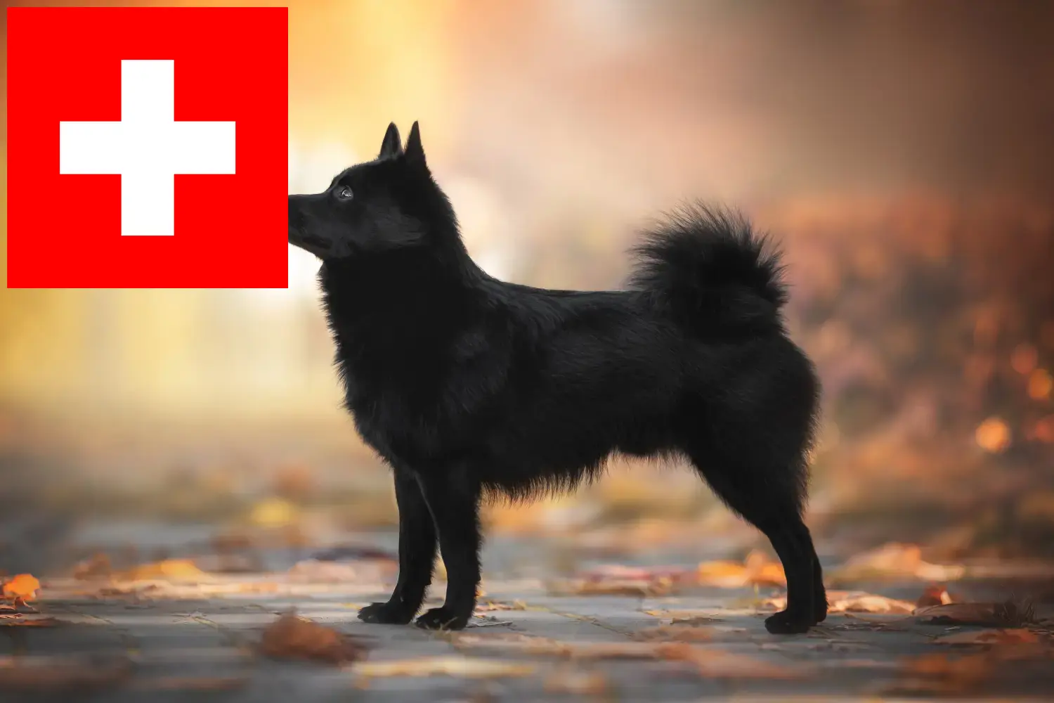 Schipperke kölykök és tenyésztők Svájcban Itt megtalálja a Schipperkes tenyésztőket Svájcban.