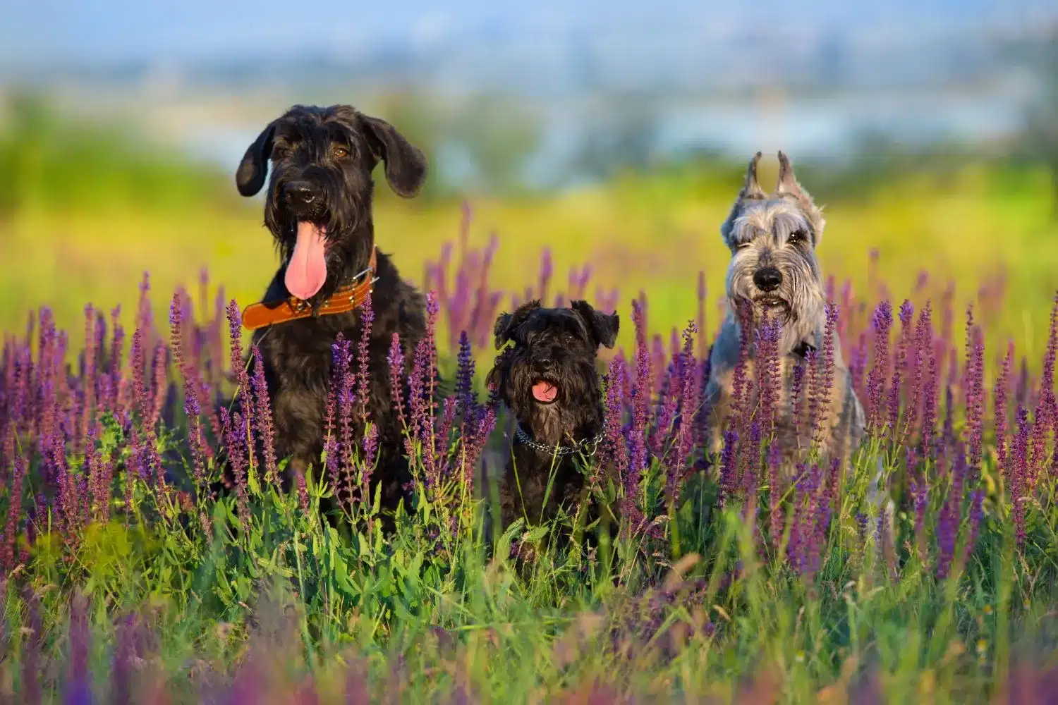 Schnauzer kölykök és tenyésztők Itt találhatsz Schnauzer tenyésztőket a közeledben.