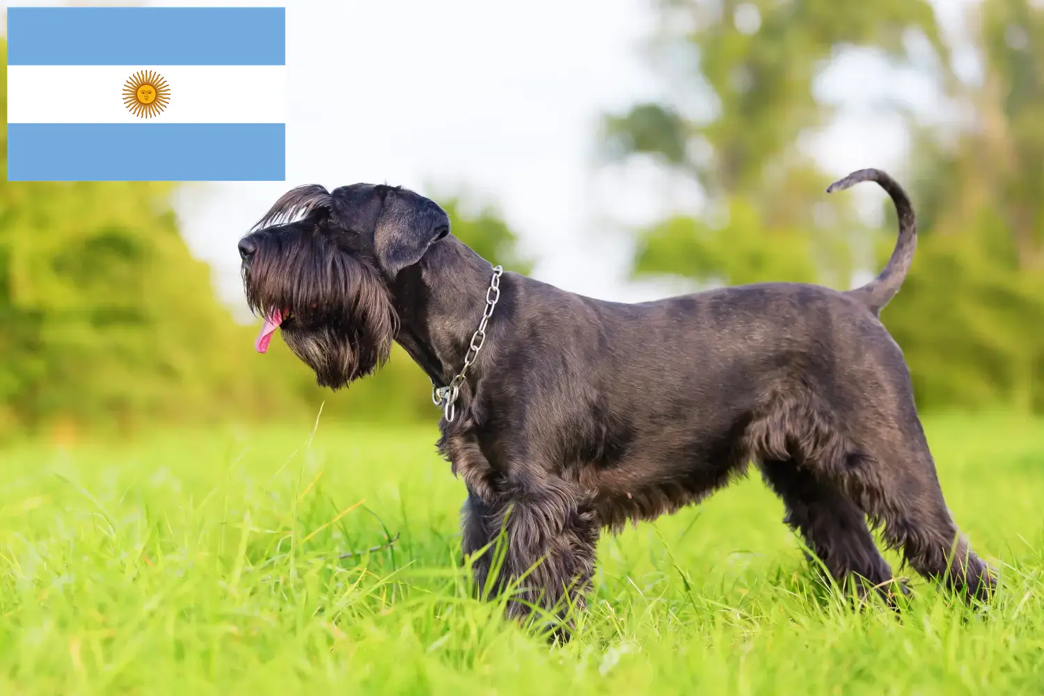 Schnauzer kölykök és tenyésztők Argentína Itt találhatsz schnauzer tenyésztőket Argentínában.