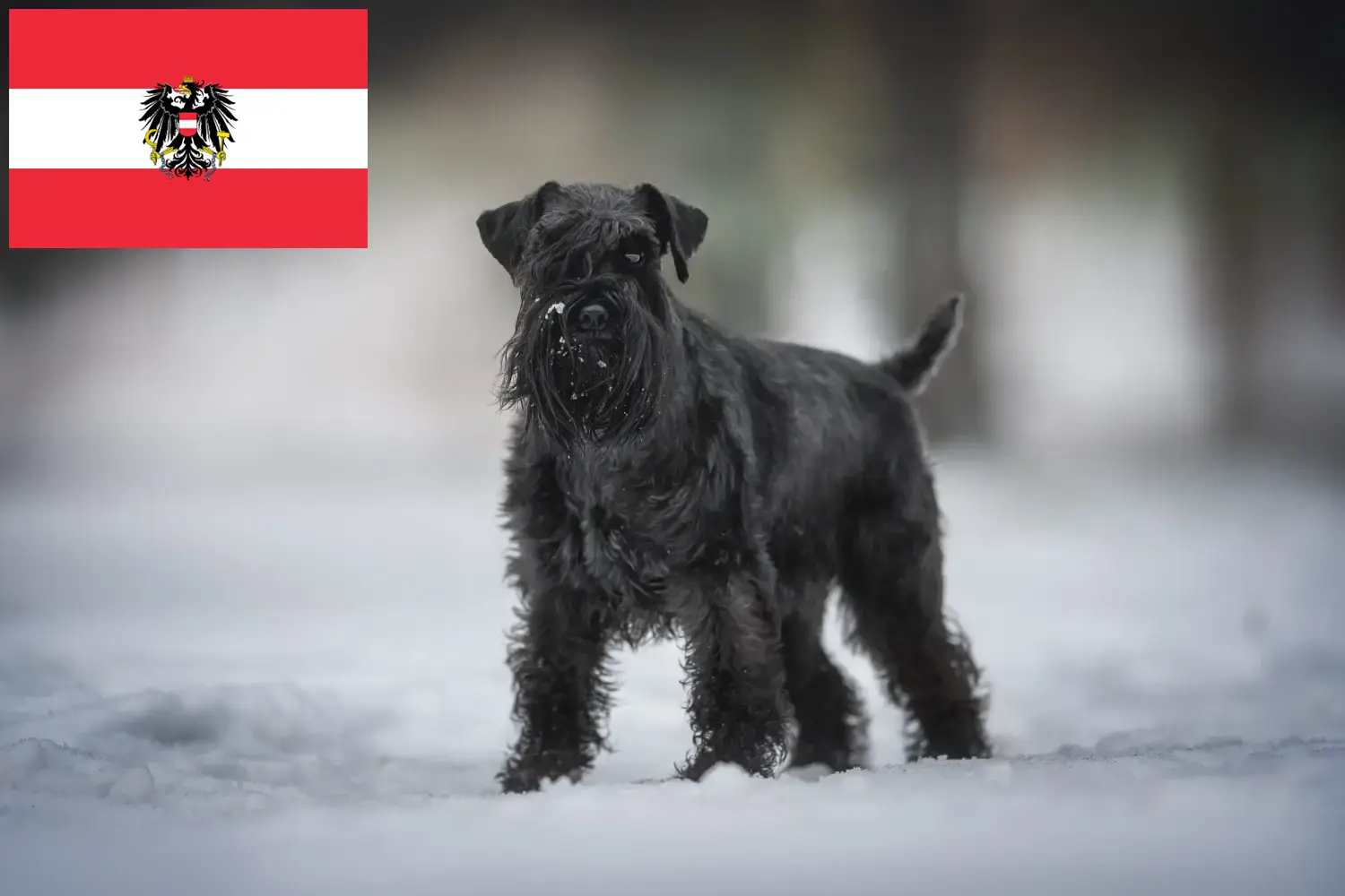 Schnauzer kölykök és tenyésztők Ausztria Itt találhat Schnauzer tenyésztőket Ausztriában.