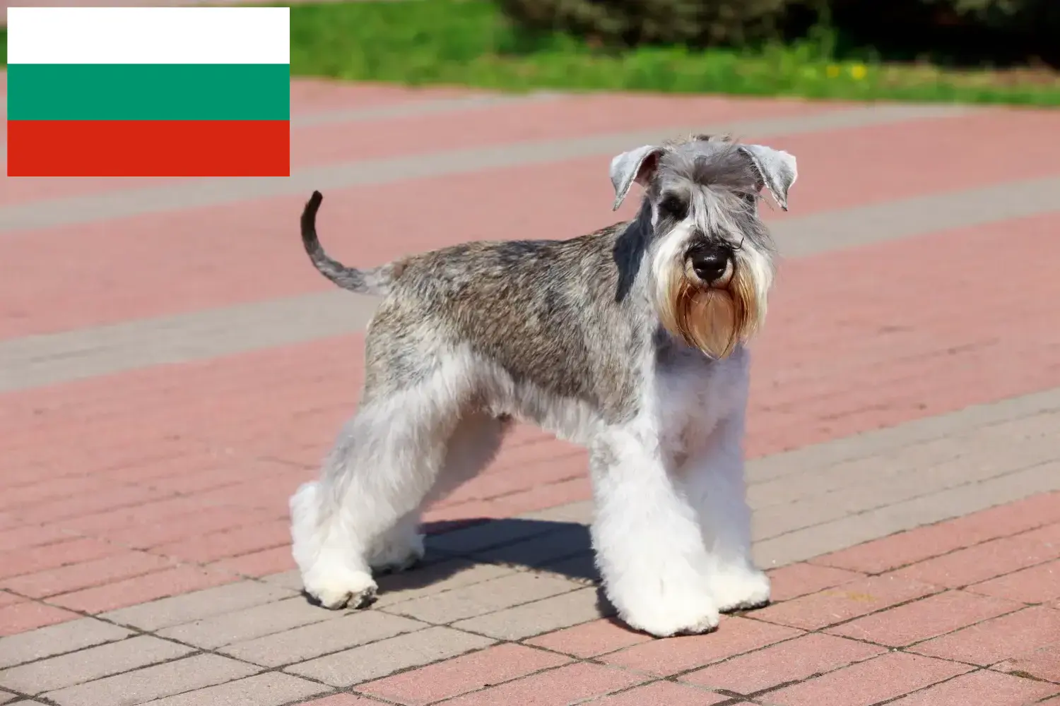 Schnauzer kölykök és tenyésztők Bulgária Itt találhat Schnauzer tenyésztőket Bulgáriában.