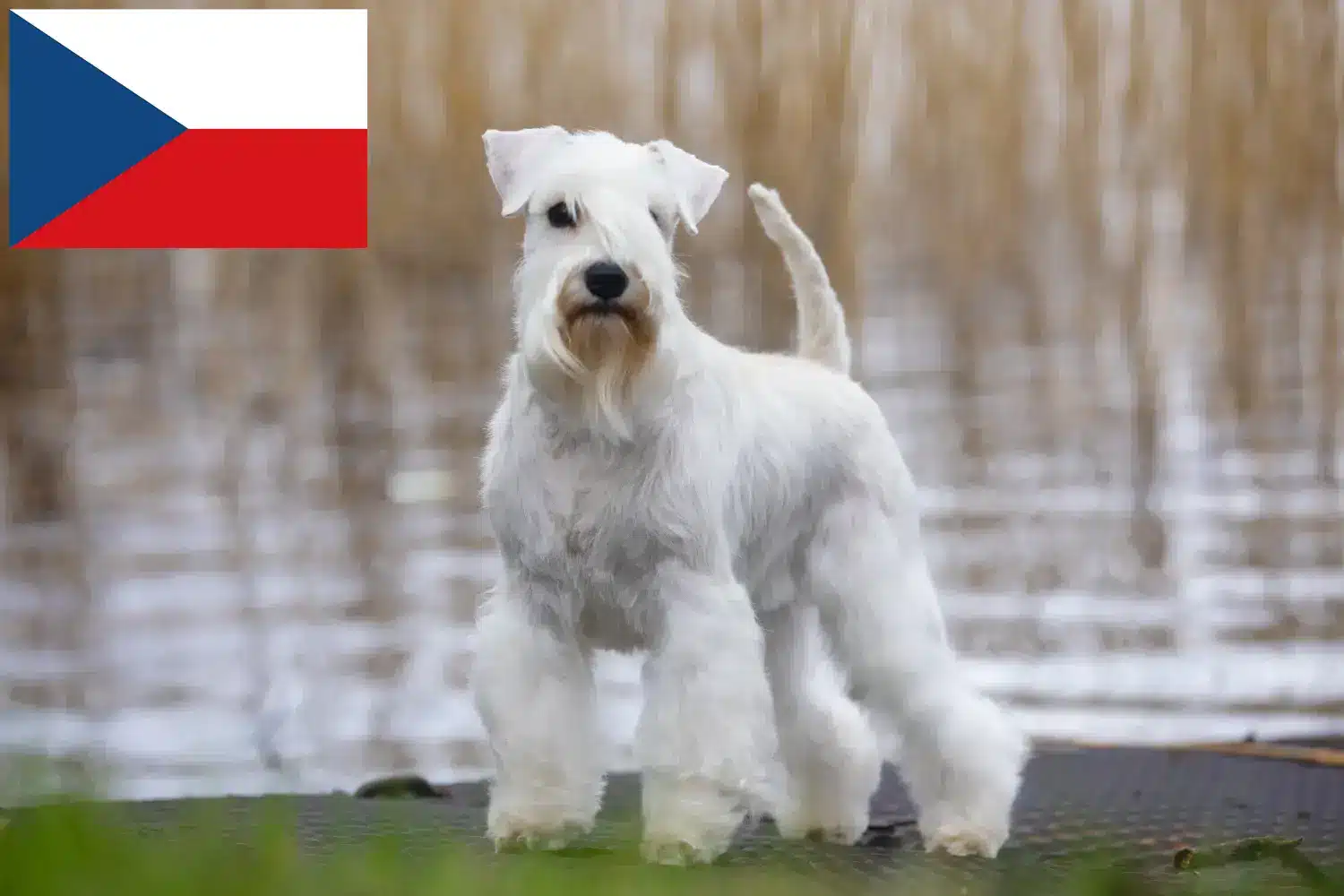 Schnauzer kiskutyák és tenyésztők Csehország Itt találhat Schnauzer tenyésztőket Csehországban.