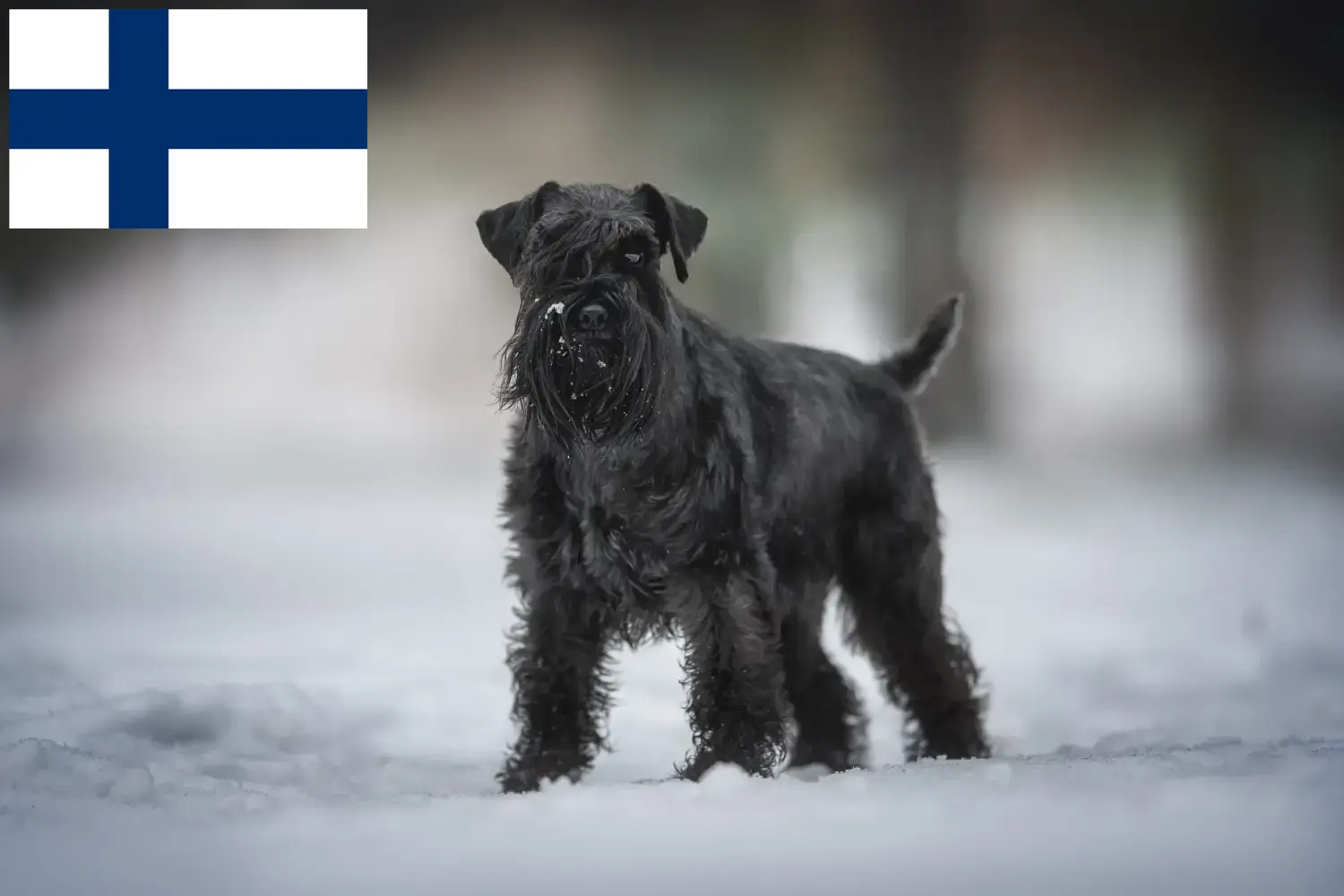 Schnauzer kiskutyák és tenyésztők Finnország Itt találhat Schnauzer tenyésztőket Finnországban.