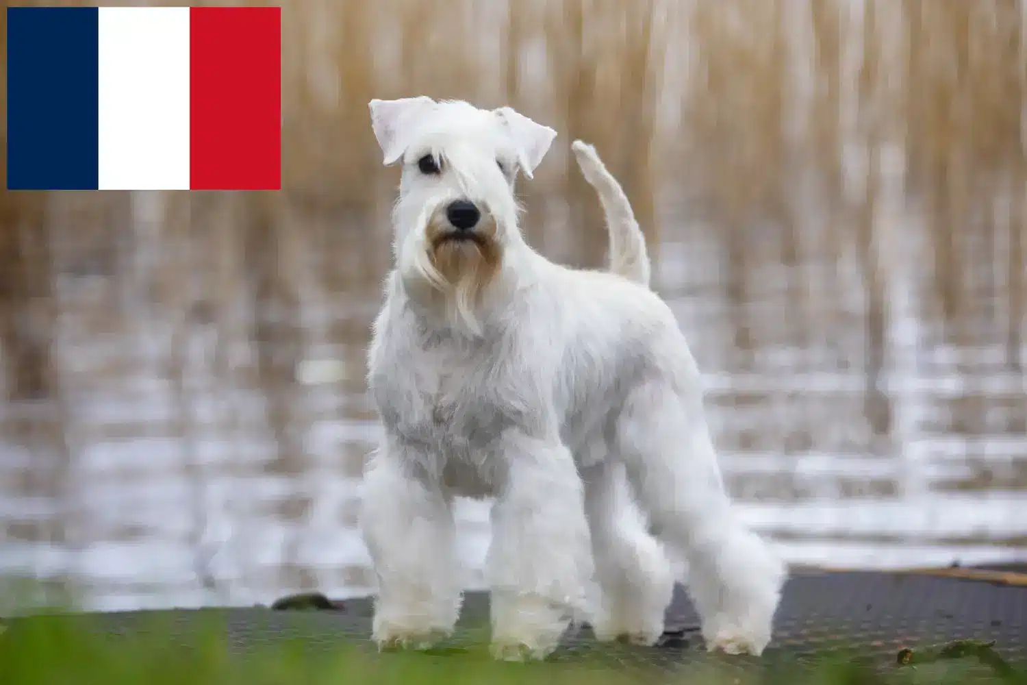 Schnauzer kölykök és tenyésztők Franciaország Itt találhat Schnauzer tenyésztőket Franciaországban.