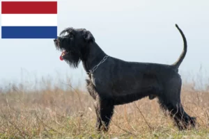 Read more about the article Schnauzer tenyésztők és kölykök Hollandiában