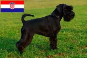 Read more about the article Schnauzer tenyésztők és kölykök Horvátországban