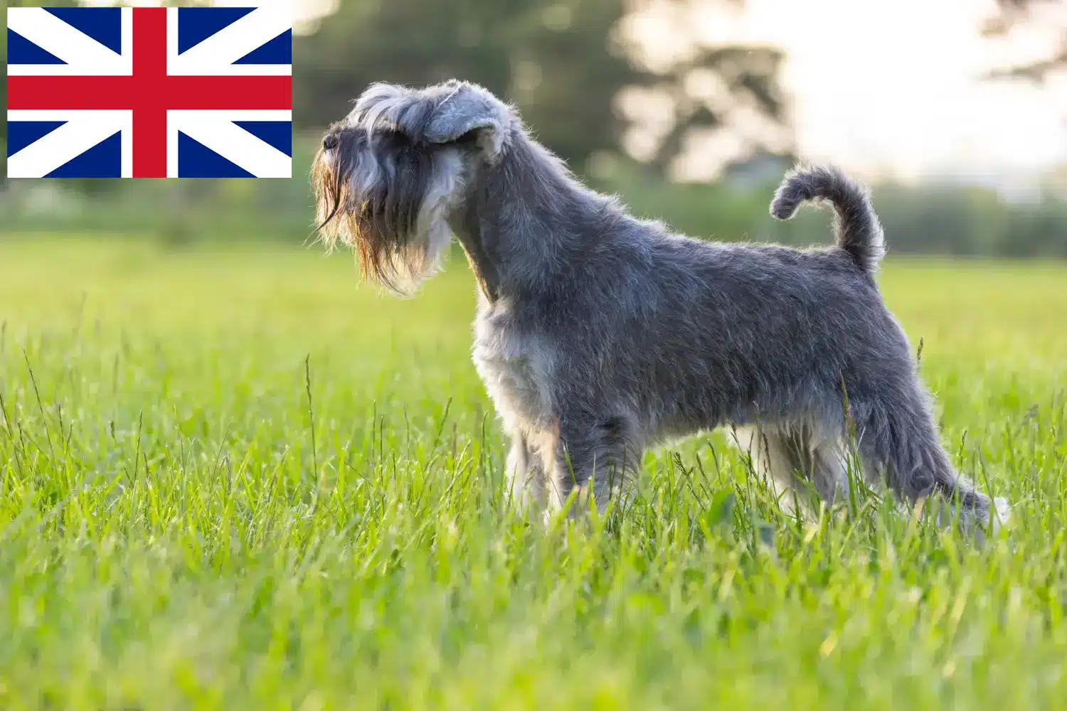 Schnauzer kölykök és tenyésztők Nagy-Britannia Itt találhat Schnauzer tenyésztőket Nagy-Britanniában.