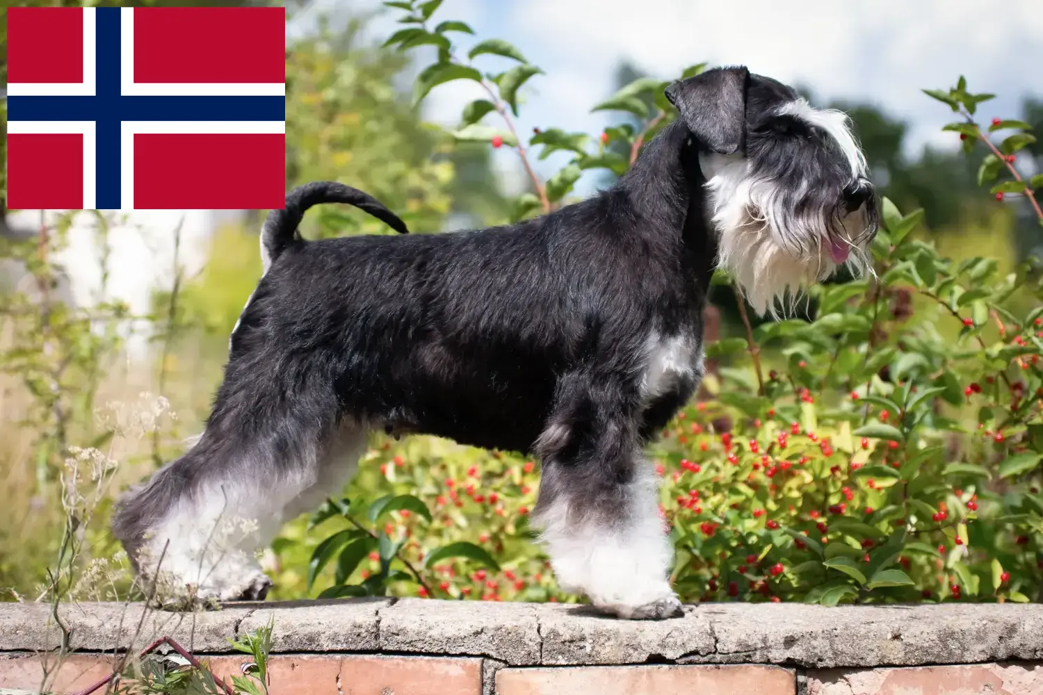 Schnauzer kiskutyák és tenyésztők Norvégia Itt találhat Schnauzer tenyésztőket Norvégiában.