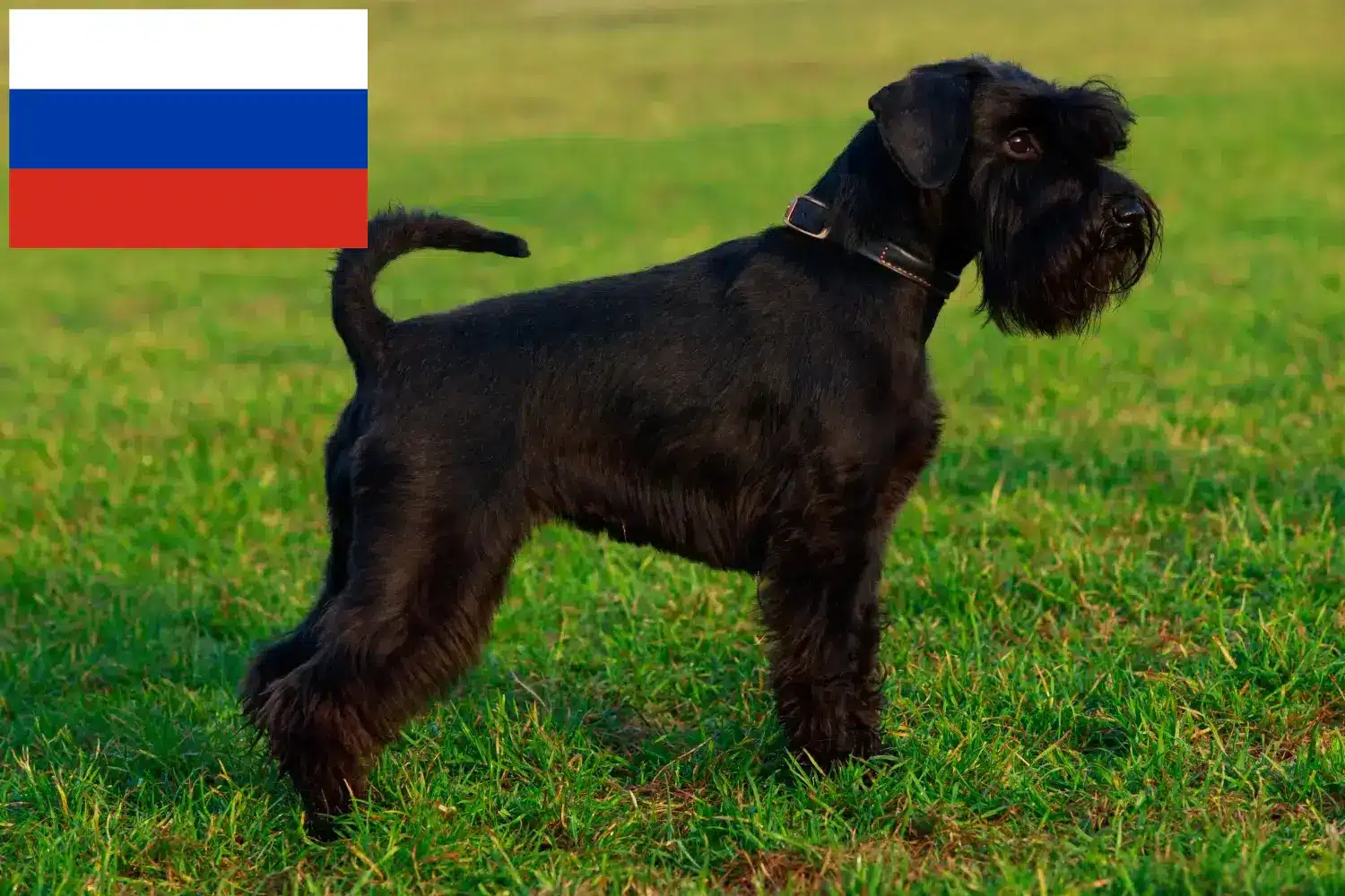 Schnauzer kölykök és tenyésztők Oroszország Itt találhat Schnauzer tenyésztőket Oroszországban.