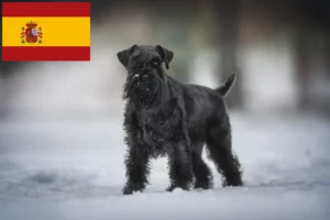Read more about the article Schnauzer tenyésztők és kölykök Spanyolországban