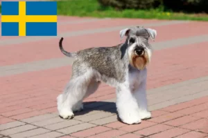 Read more about the article Schnauzer tenyésztők és kölykök Svédországban