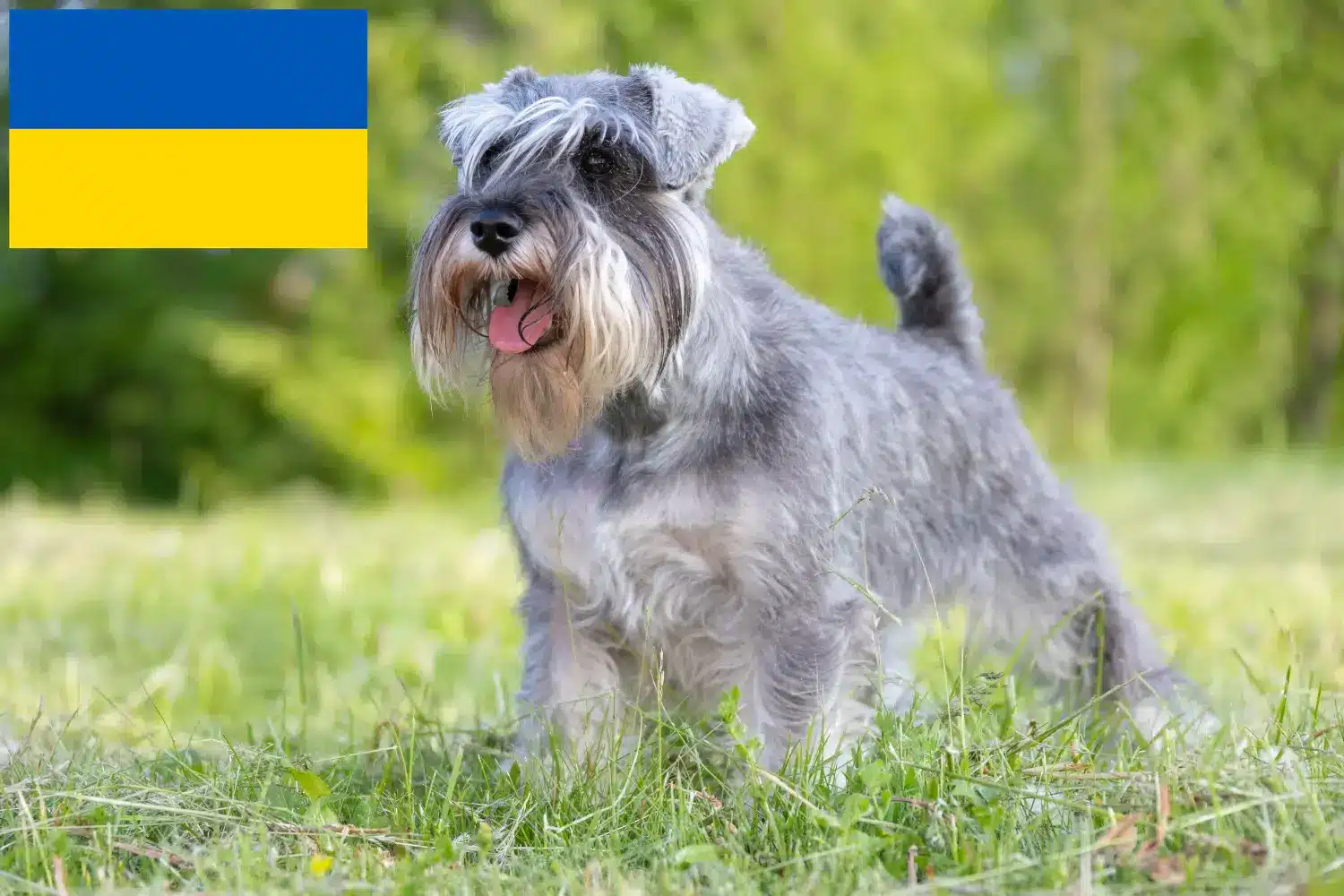 Schnauzer kölykök és tenyésztők Ukrajna Itt találhat Schnauzer tenyésztőket Ukrajnában.