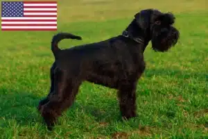 Read more about the article Schnauzer tenyésztők és kölykök az USA-ban
