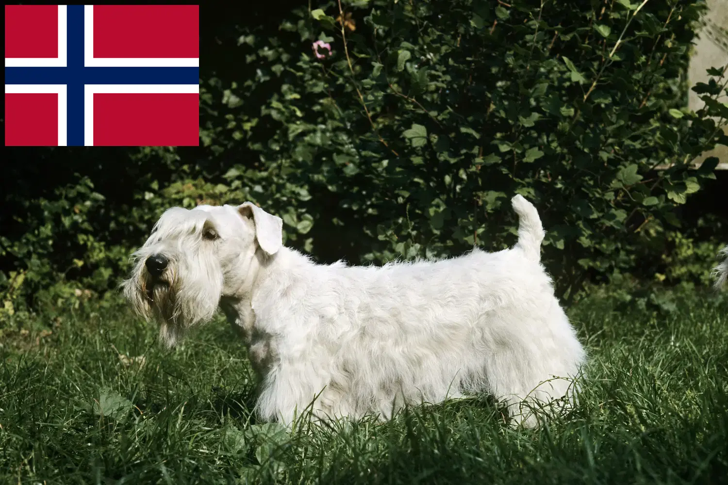 Sealyham terrier kiskutyák és tenyésztők Norvégia Norvégia Sealyham terrier tenyésztőket itt találsz.