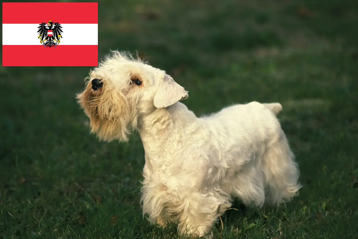 Sealyham terrier kölykök és tenyésztők Ausztria Itt talál Sealyham terrier tenyésztőket Ausztriában.