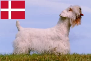 Read more about the article Sealyham terrier tenyésztők és kölykök Dániában