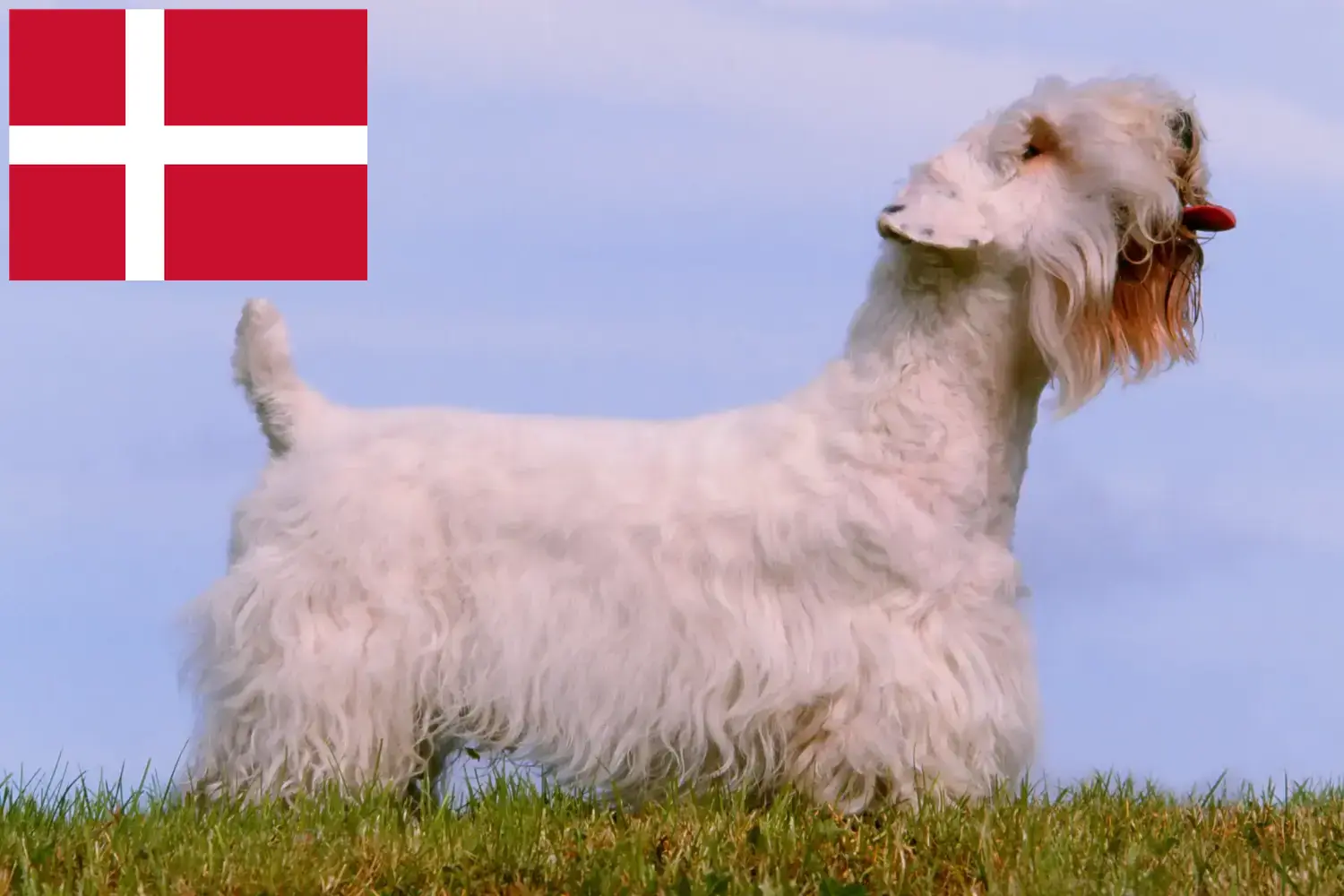 Sealyham terrier kiskutyák és tenyésztők Dánia Sealyham terrier tenyésztőket Dániában itt találsz.