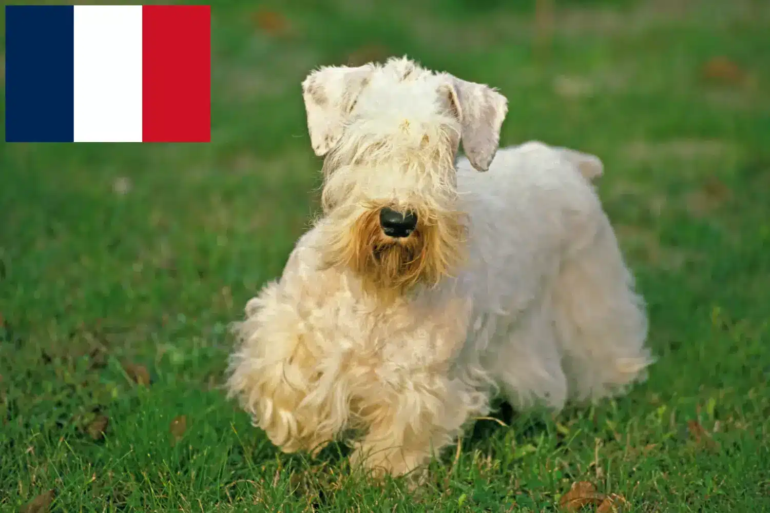 Sealyham terrier kölykök és tenyésztők Franciaország Találd meg a Sealyham terrier tenyésztőket Franciaországban itt.