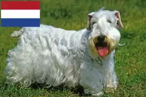 Read more about the article Sealyham terrier tenyésztők és kölykök Hollandiában