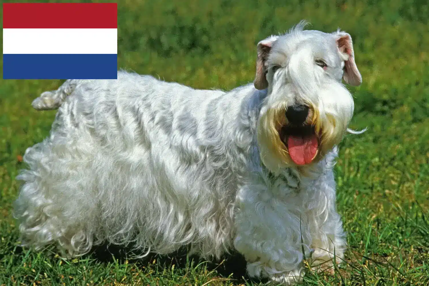 Sealyham terrier kölykök és tenyésztők Hollandia Találd meg a Sealyham terrier tenyésztőket Hollandia területén itt.