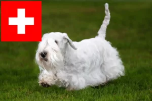 Read more about the article Sealyham terrier tenyésztők és kölykök Svájcban