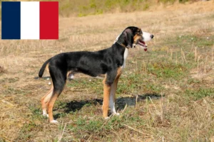 Read more about the article Segugio Maremmano tenyésztők és kiskutyák Franciaországban