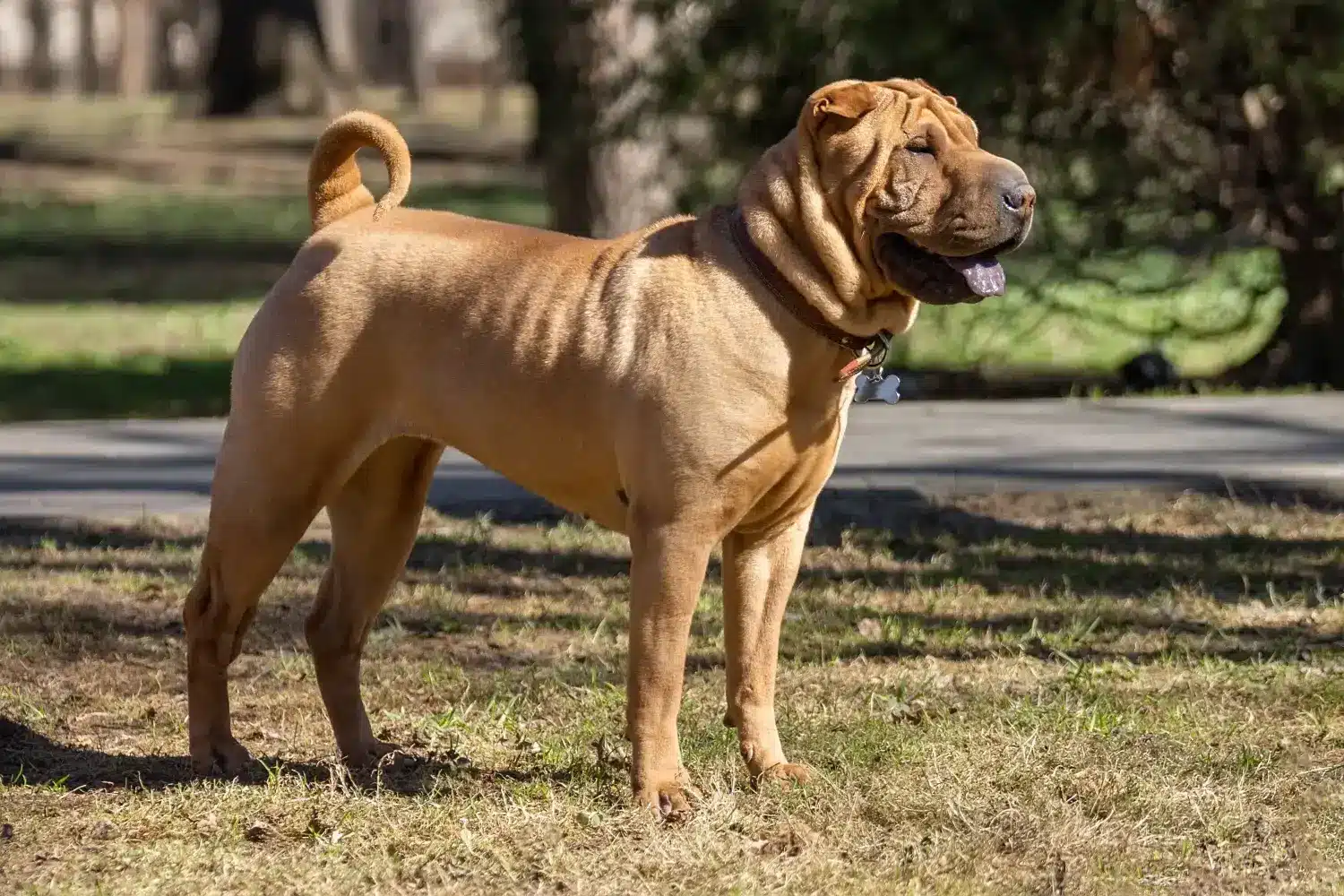 Shar-Pei kölykök és tenyésztők Itt találhatsz Shar-Pei tenyésztőket a közeledben.