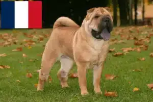 Read more about the article Shar Pei tenyésztők és kölykök Franciaországban