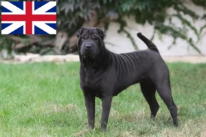 Read more about the article Shar Pei tenyésztők és kölykök Nagy-Britanniában