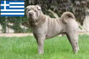 Read more about the article Shar Pei tenyésztők és kölykök Görögországban