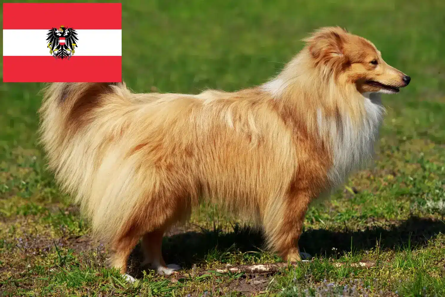 Sheltie kölykök és tenyésztők Ausztria Itt megtalálhatja a Shelties tenyésztőket Ausztriában.
