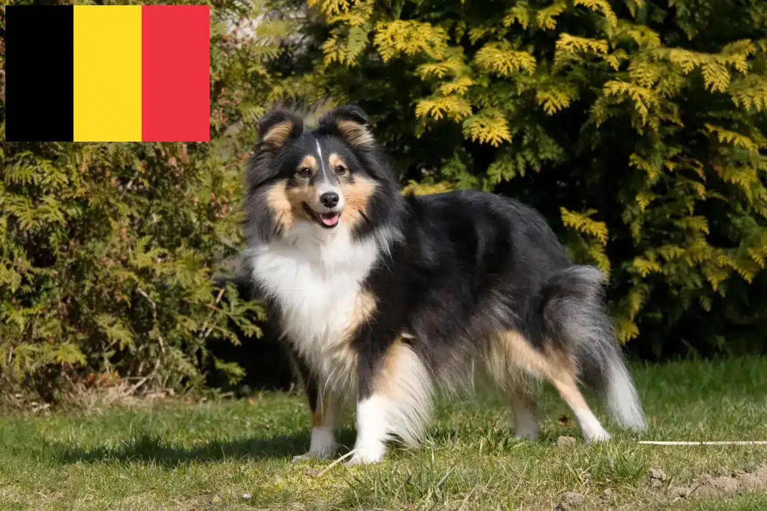 Sheltie kölykök és tenyésztők Belgium Belgiumi shelties tenyésztőket itt találsz.