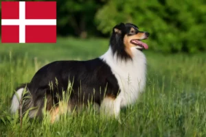 Read more about the article Sheltie tenyésztők és kölykök Dániában