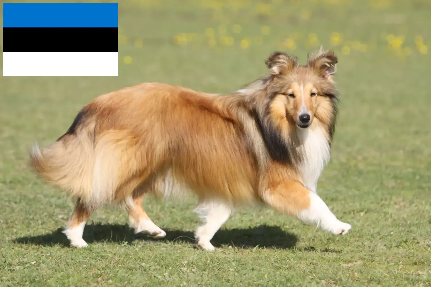 Sheltie kiskutyák és tenyésztők Észtországban Itt találhatsz shelties tenyésztőket Észtországban.